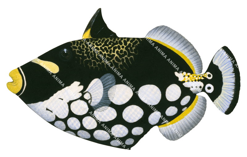 Clown Triggerfish, Museum quality print by Roger Swainston