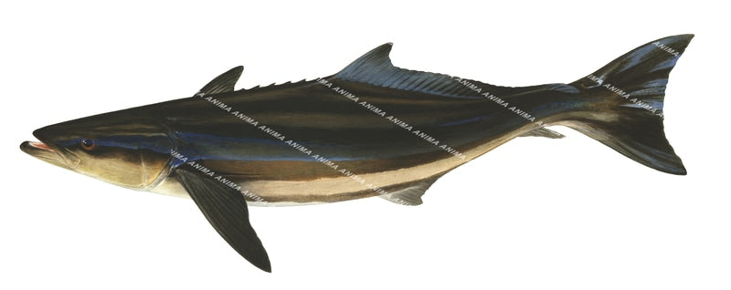 Realistic painting of the Cobia signed by the artist Roger Swainston