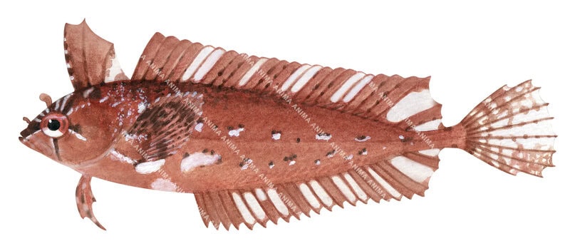 Marine life illustration of the Coleman's Weedfish on white background, side view, its body orange with white vertical stripes