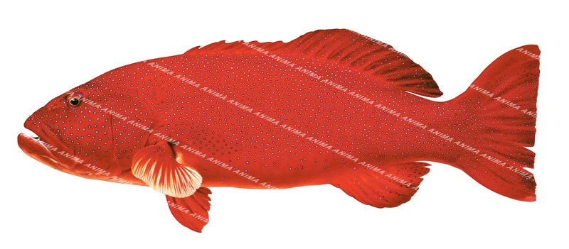 Fine Art print of the Red Common Coral Trout by Roger Swainston