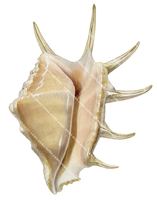 Stunning Fine Art print of the Spider Conch signed by Roger Swainston