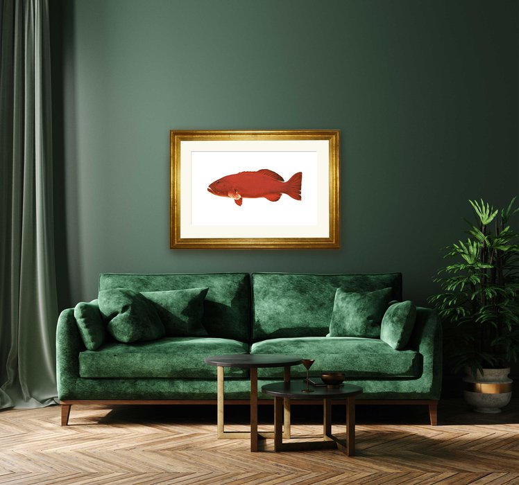 Framed common Coral Trout Fine Art fish print