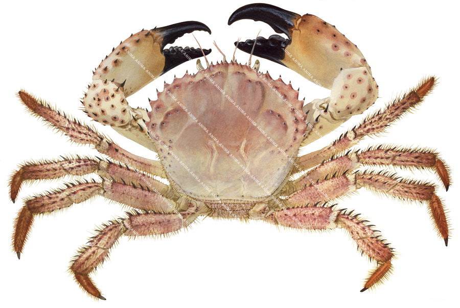 Fine Art print of the Champagne Crab