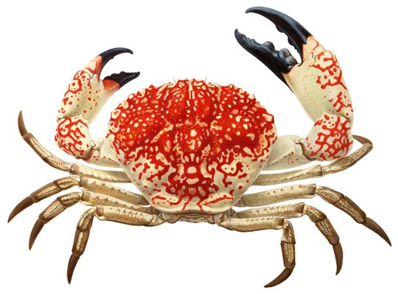 Fine art Print of the Giant Crab named and signed by Roger Swainston