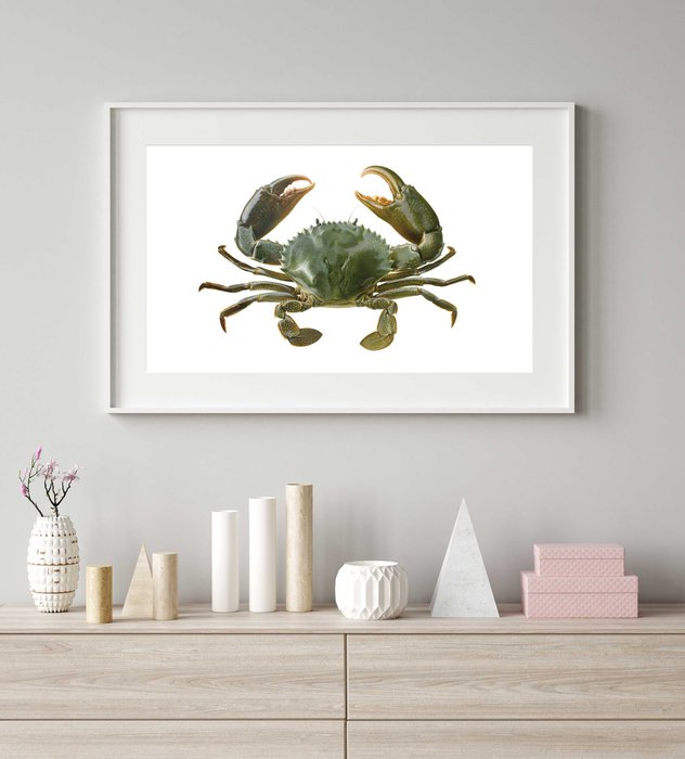 Framed Fine Art print of the Green Mud Crab signed by Roger Swainston