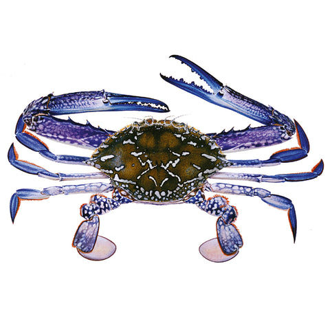 Stunning Underwater Sea Life Images by Roger Swainston