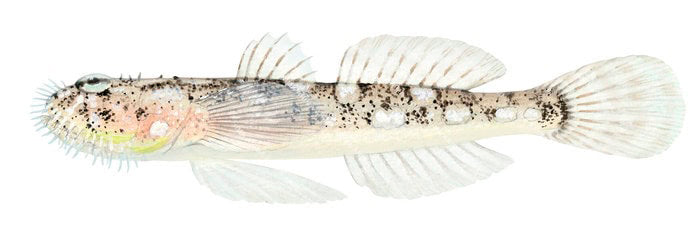 A descriptive illustration of the Cryptic Bearded Goby on white background, side view.