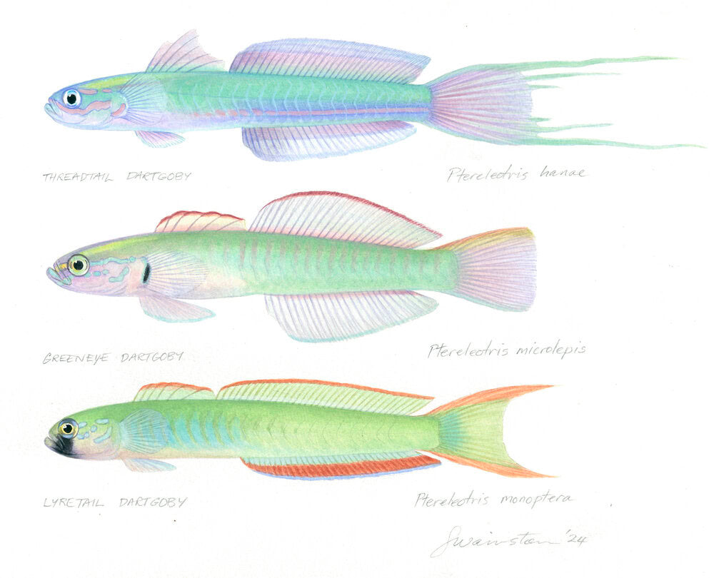 Detailed, realistic painting of the Threadtail, Greeneye, Lyretail Dartgobies on white background, all three fish paintings have subtil, pale green body colour.