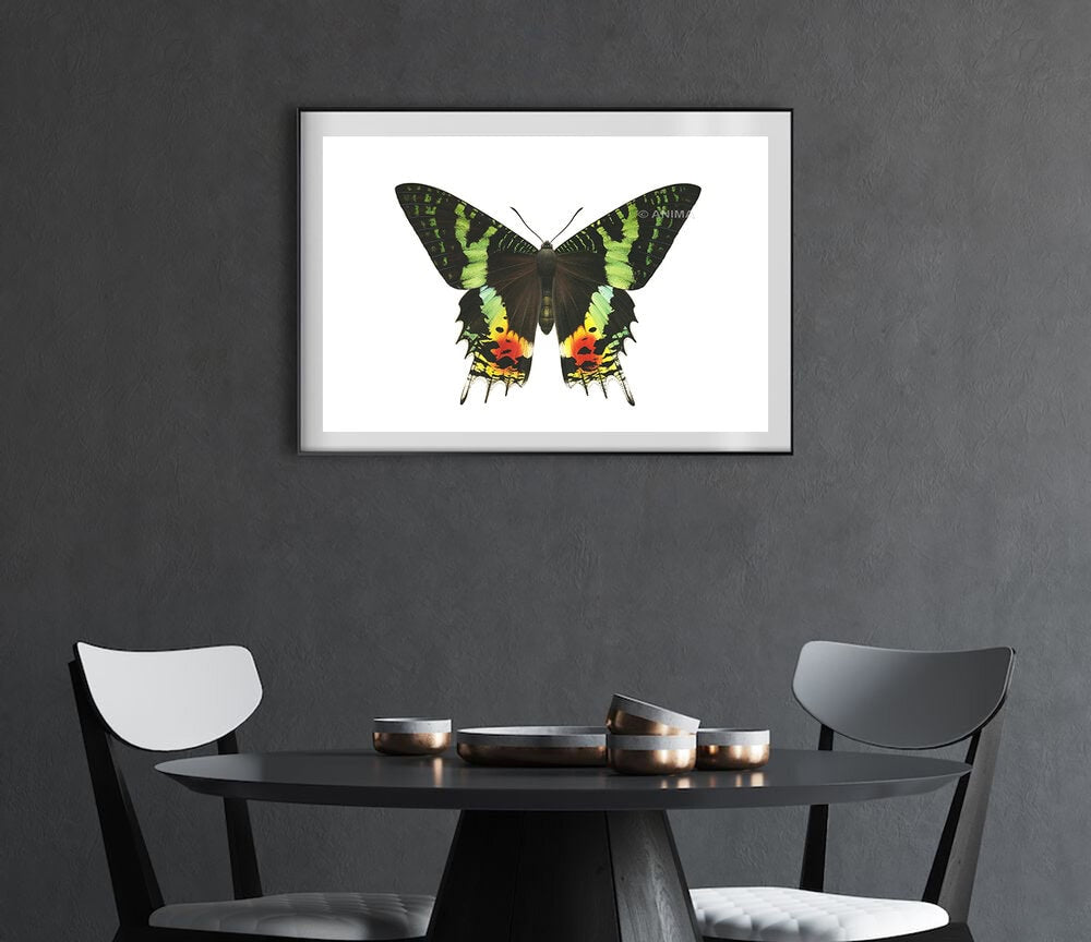 Madagascar Sunset Moth-Print