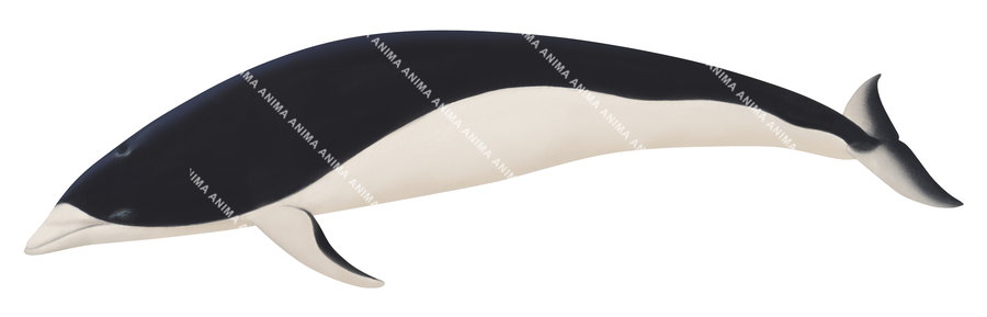 Fine Art Print of the Southern Right Whale Dolphin by Roger Swainston