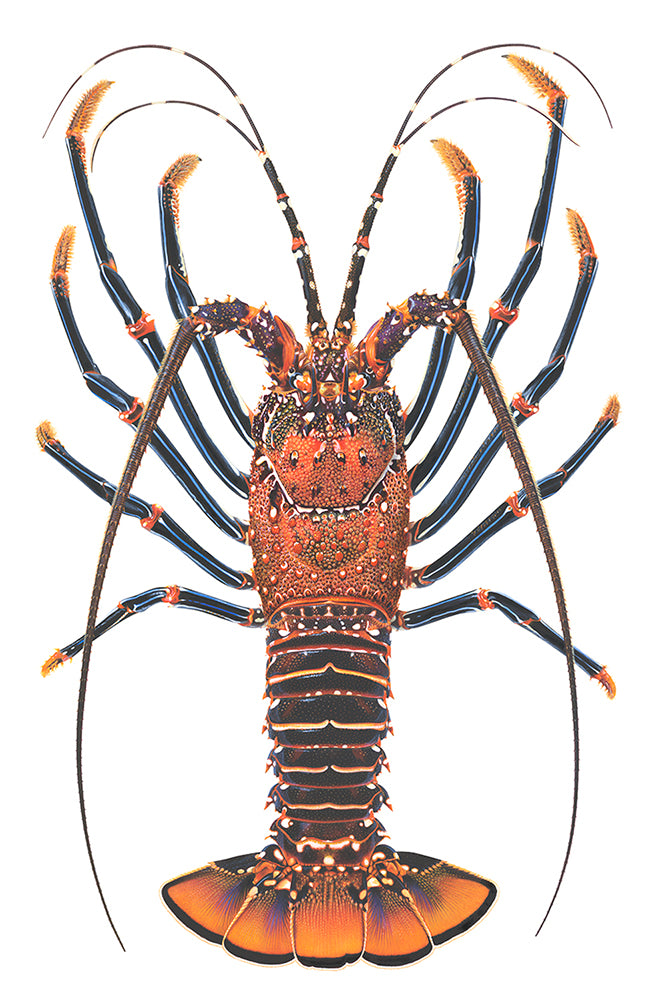 An illustration of the Easter Island Rock Lobster from Rapa Nui, on white background with its orange and brown carapace and its dark blue legs.