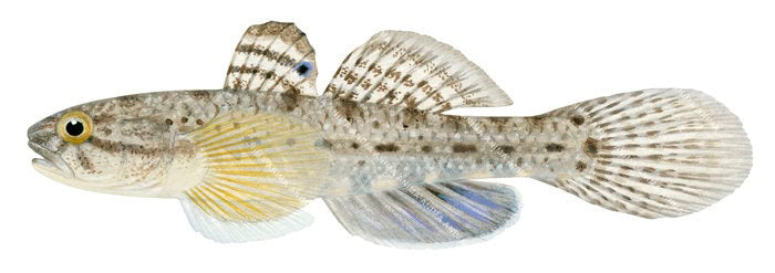 A Marine life illustration of the Eastern Bluespot Goby on white background, side view with a large and round tail.