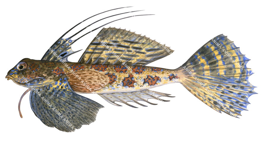 Acientific illustration, side view of the Finger Dragonet on white background, side view, in colour.
