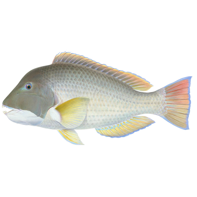 Anima Fish Stunning Underwater Sea Life Images by Roger Swainston