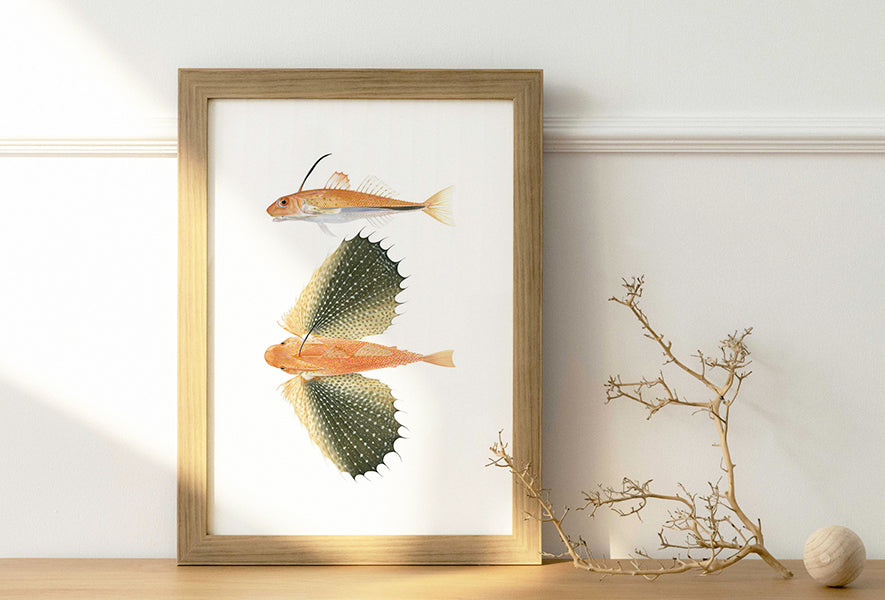 Gorgeous print of the Onespined Flying Gurnard 