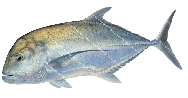 Beautiful Fine Art print of the Giant Trevally by Roger Swainston