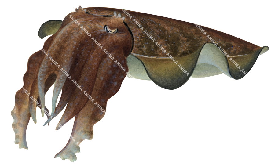 Apama Fish Giant Cuttlefish,Sepia apama| marine image by R.Swainston