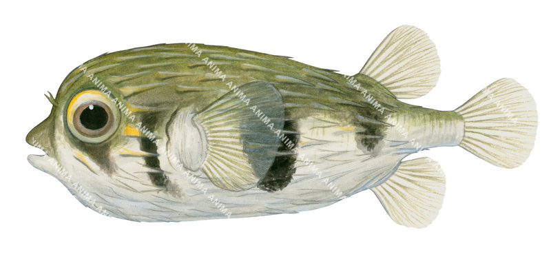 A detailed accurate illustration of the Globefish with green, yellow and white colouring and its big round eye, side view.