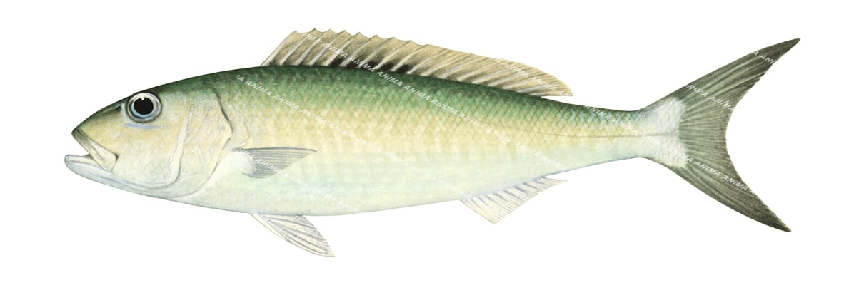 An Illustration of a Green Jobfish  with a pale yellow and green colour scheme, showed in profile against a white background.