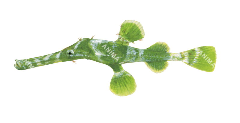 An realistic  illustration of the Halimeda Ghostpipefish,Solenostomus shown in profile against a white background. halimeda,it has green, white, and yellow colouring.