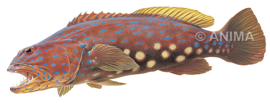 Fine Art print of the Harlequin fish by Roger Swainston