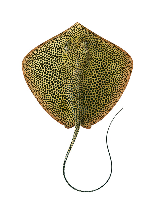 Stunning Fine Art print of the Honeycomb Ray by Roger Swainston