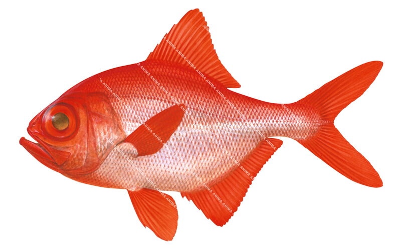 an illustration of the Imperador,Beryx decadactylus showing the fish in profile with its iridescent, silver-red body and large eyes.