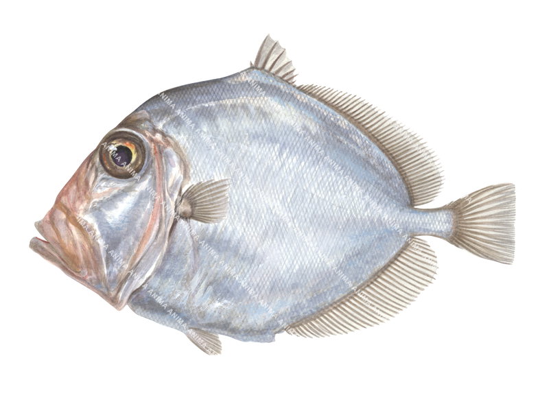 An accurate fish illustration of a King Dory,Cyttus traversi shown in profile against a white background with its silvery, oval to circular body.