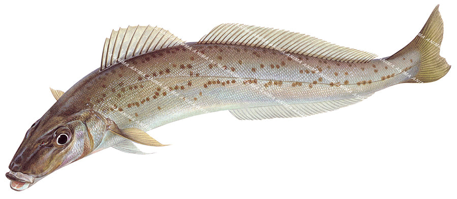 Fish Print of the King George whiting, on white background, alive position with mainly brown body colour with dark brown spots.