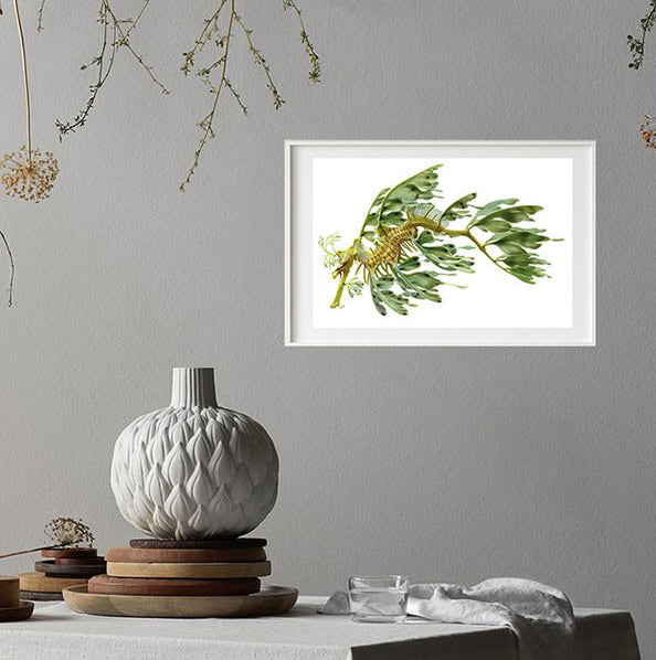 Framed on grey wall Superb Fine Art print of the Leafy Seadragon by Roger Swainston