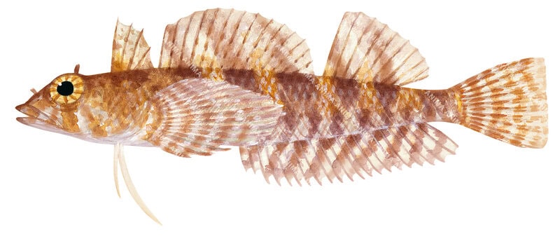Fish illustration of the Leeuwin Threefin on white background, side view. It has a mostly orange colour body with a big eye.