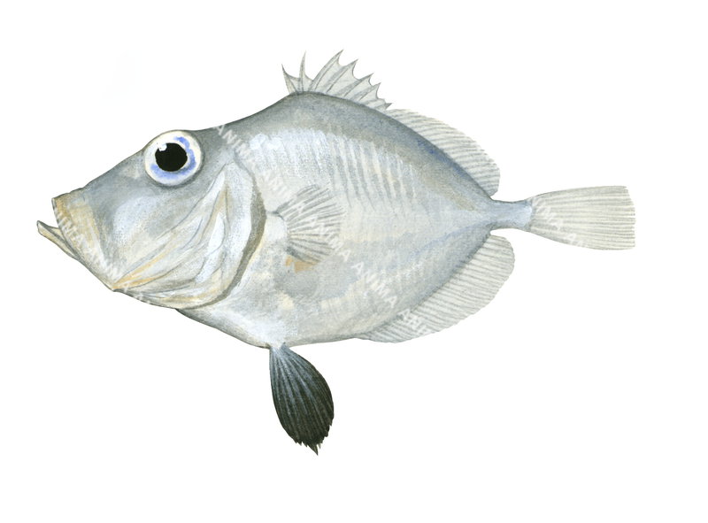 A fish illustration on white background of a Little Dory,Cyttopsis cypho,lateral view, silvery colour body.