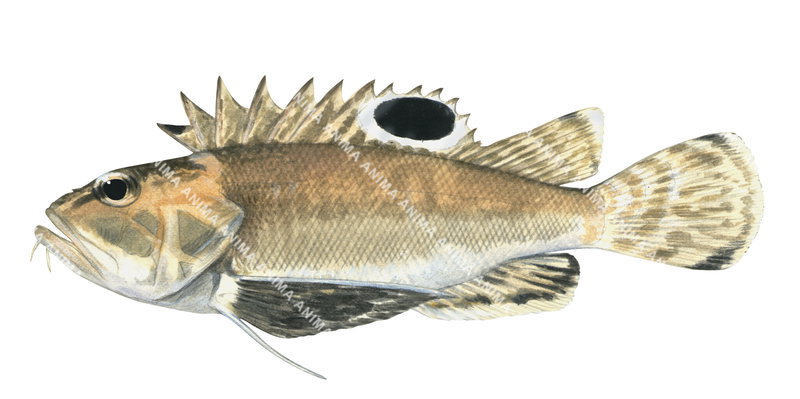 Scientific illustration of the Longfin Waspfish,Apistus carinatus,lateral view, brown color and a big black spot on its dorsal fin.