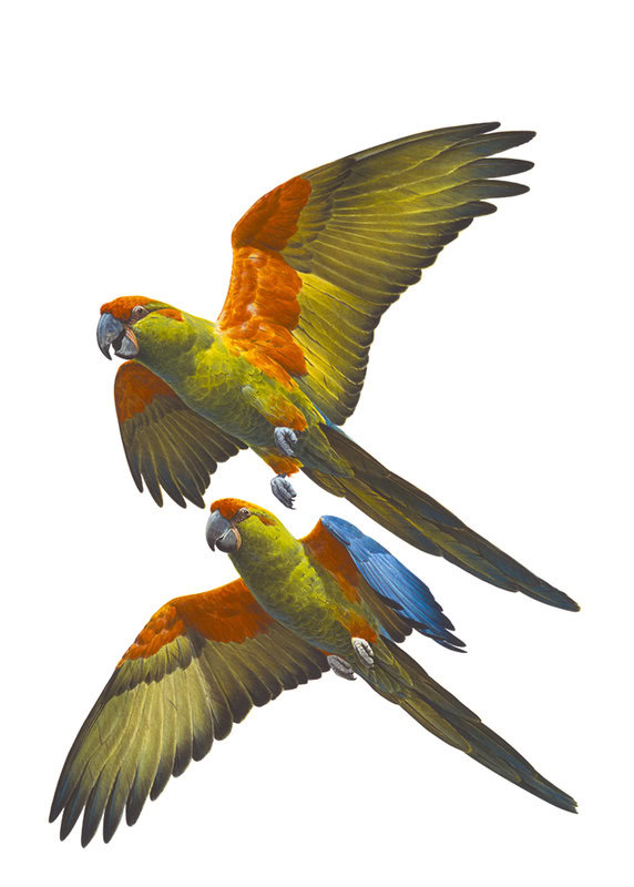 Fine Art print of the Red fronted Macaws by Roger Swainston