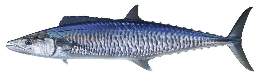 Spanish Mackerel-Print