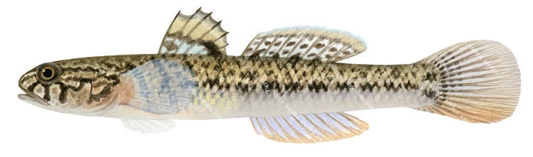 Scientific fish illustration of the Flatback Mangrove Goby on white background, side view with a round caudal fin.