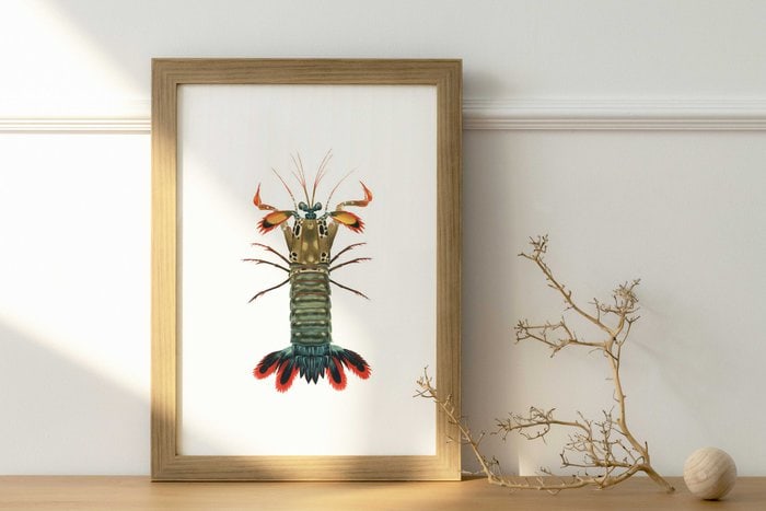 Framed High Quality Fine Art print of the Mantis Shrimp by Roger Swainston