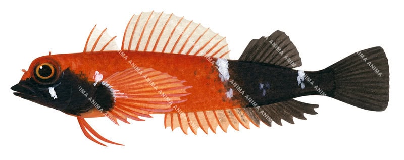 Accurate marine image of the Masked Threefin on white background and side view with bright orange middle body and black lower body including its rectal fin.