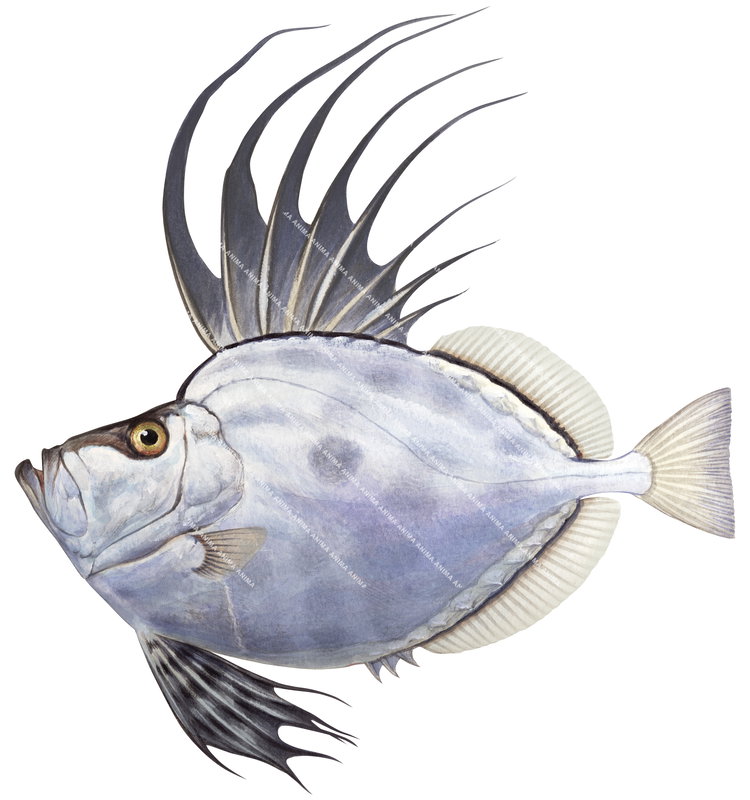 A detailed illustration of a Mirror Dory,Zenopsis nebulosa shown in profile against a white background, mainly silvery colour body with spines with dorsal elongate filaments extending from the tip.