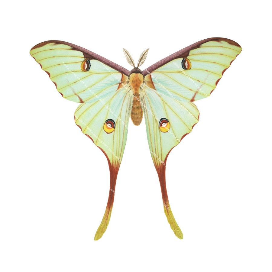 Fine Art print of the magnificent African Moon Moth by Roger Swainston