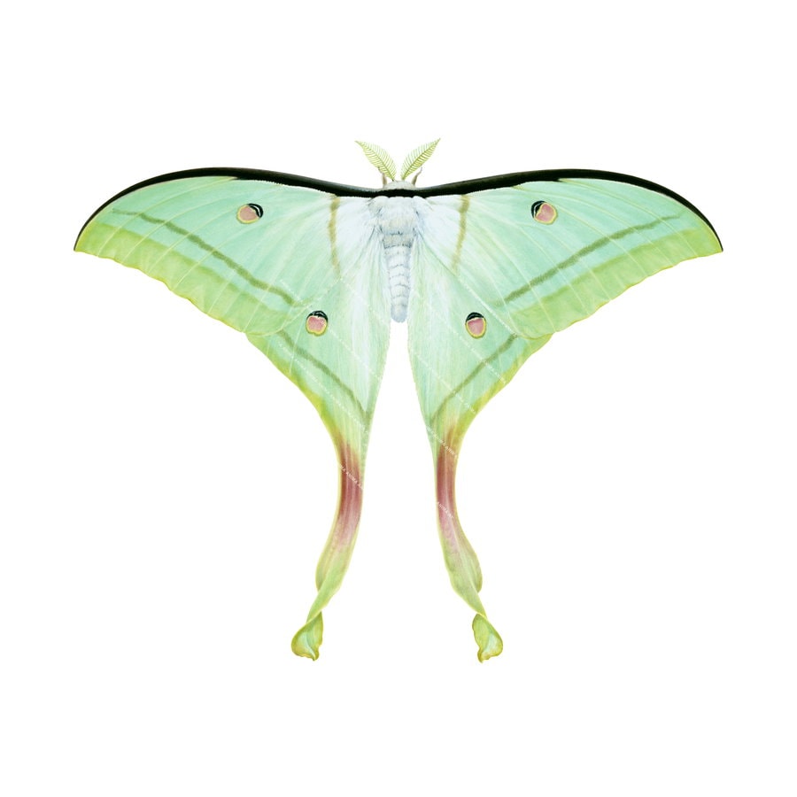 Fine Art print of the majestic Indian Moon Moth by Roger Swainston