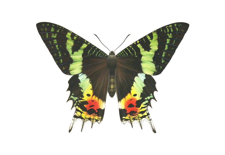 Art print of the magnificent Madagascar Sunset Moth by Roger Swainston