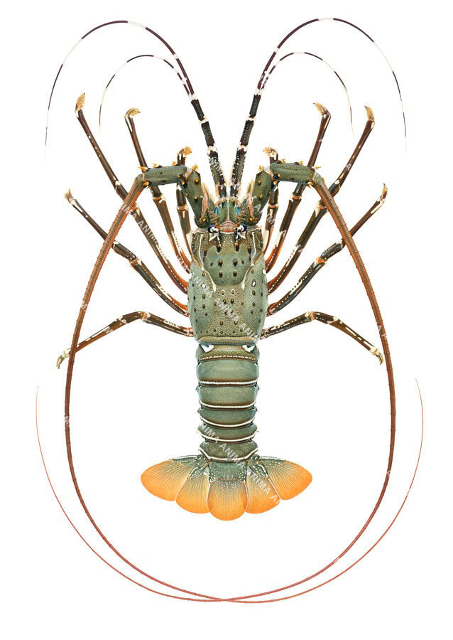 Accurate illustration of the Mud Rock Lobster on white background, dorsal view, with its green body and orange tail.