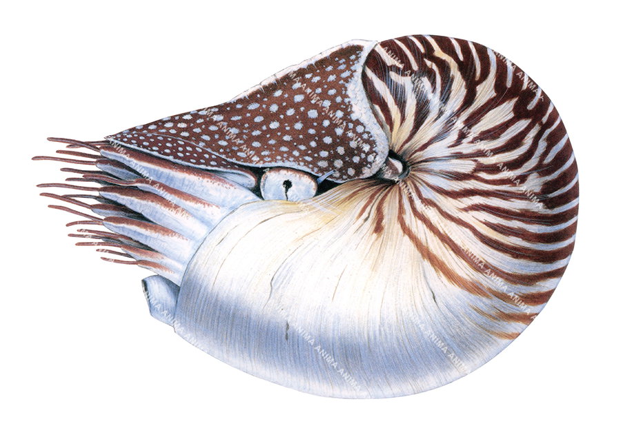 Museum quality Fine Art print of the Nautilus,signed by Roger Swainston