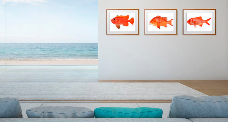 Fine Art PrintS of the Longfin Bigeye, Red Emperor and Bight Redfish with ocean view