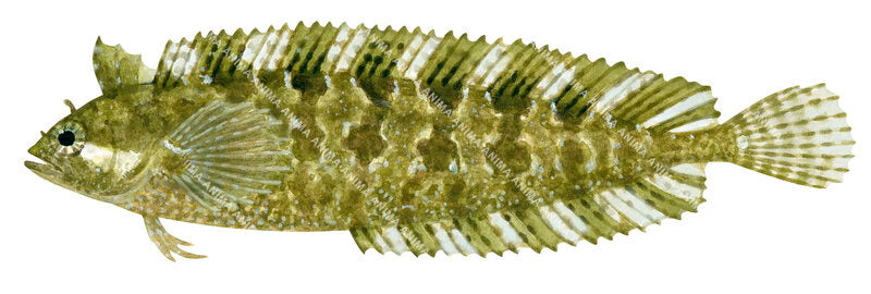 Ogilby's Weedfish,Heteroclinus heptaeolus, fish illustration on white background, side view, in colour.