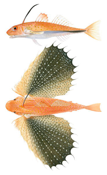 Limited Edition print Onespined Flying Gurnard,Dactyloptena peterseni by R.Swainston