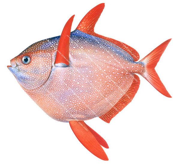Stunning Fine Art print of the Opah by Roger Swainston.