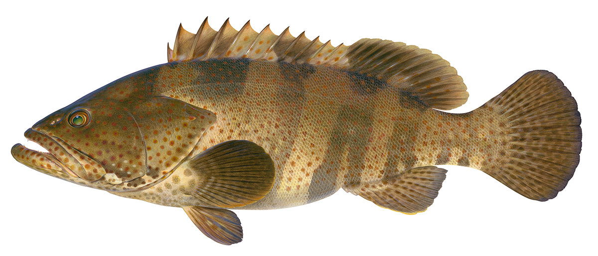 Orangespotted Rockcod, Epinephelus coioides-Original