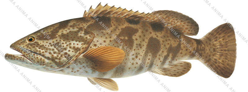 Stunning Fine Art Print of the Orangespotted Rockcod on Archival paper